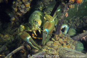 Crayfishs by Philippe Brunner 